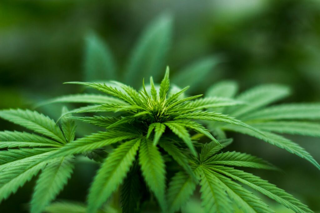 cannabis seo agencies